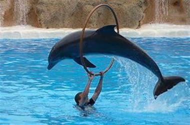  Excursión en snorkel en dolphin house marsa alam | Oferta